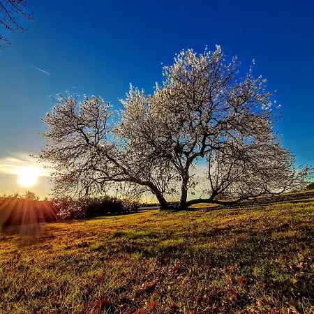 Apartman Viva Molindrio